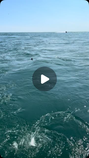 A shark's fins breaking the surface of open blue water near the boat